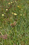 Drummond's sedge